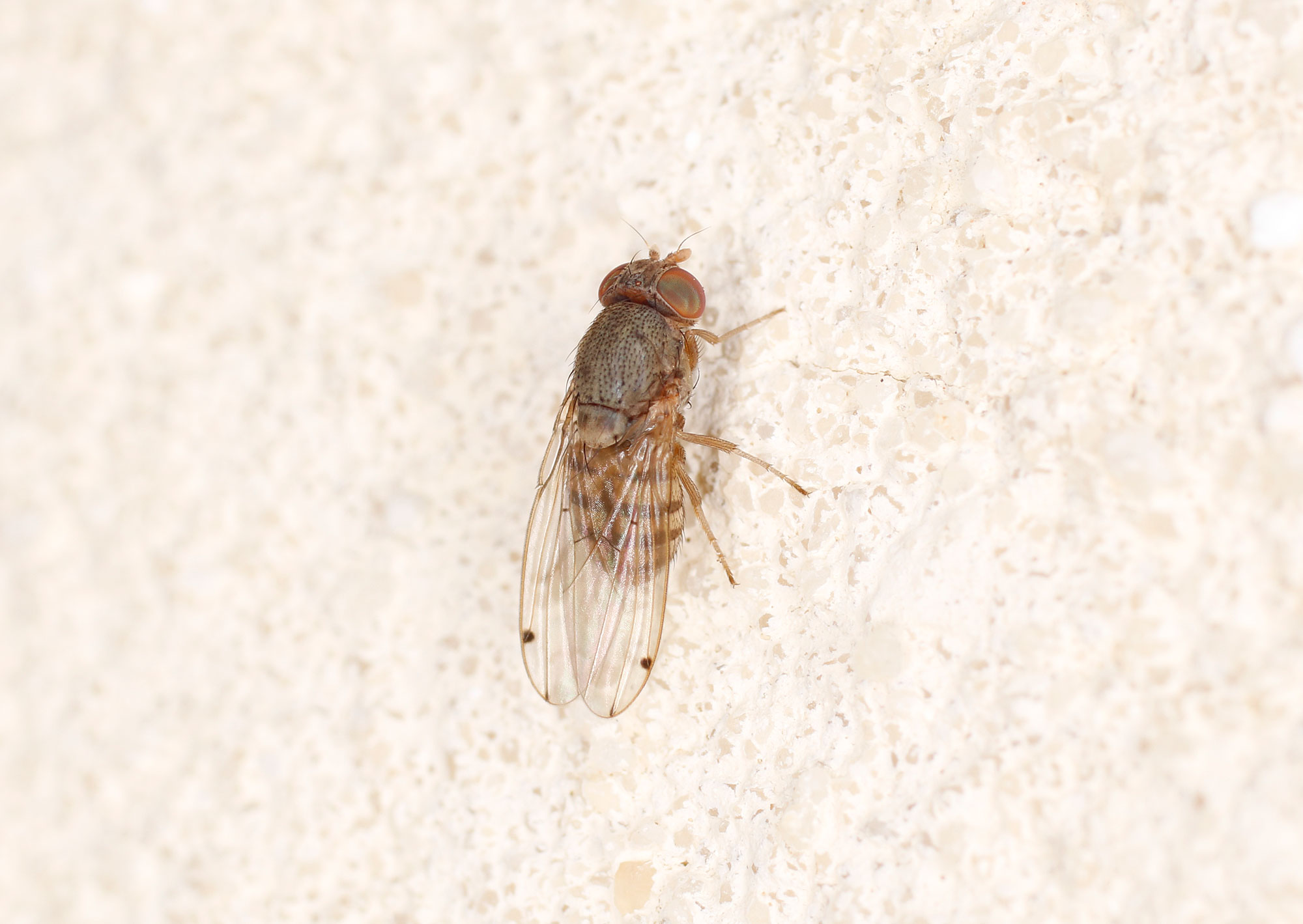 Drosophilidae: Gitona distigma? S